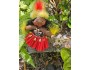 4" Art Doll Tiare, the Tahitian Dancer