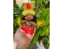 4" Art Doll Tiare, the Tahitian Dancer