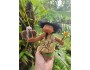 7" Art Dolls Pono and 'Io