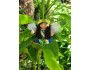 *Aloha Doll Ornament: Maile, the Guardian Angel*