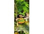 4" Art Doll Pala'ai, the Little Hawaiian Witch